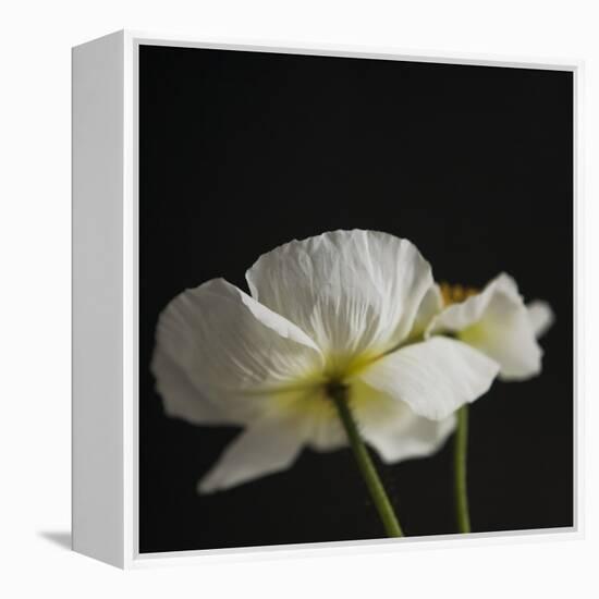 Dramatic Petals 1-Susannah Tucker-Framed Stretched Canvas