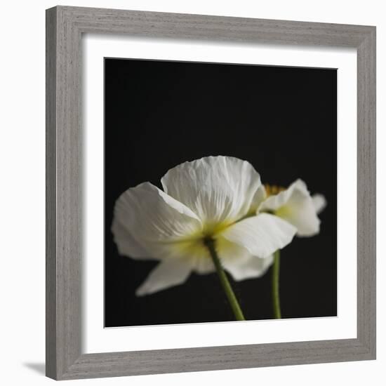 Dramatic Petals 1-Susannah Tucker-Framed Art Print