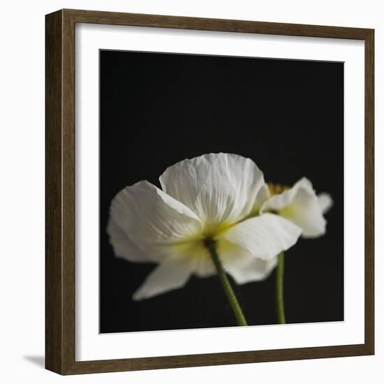 Dramatic Petals 1-Susannah Tucker-Framed Art Print