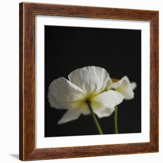 Dramatic Petals 1-Susannah Tucker-Framed Art Print