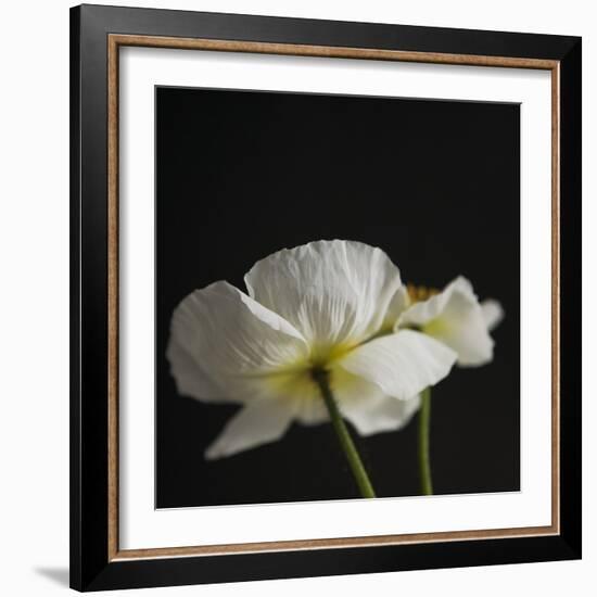 Dramatic Petals 1-Susannah Tucker-Framed Art Print