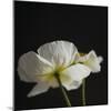 Dramatic Petals 1-Susannah Tucker-Mounted Art Print