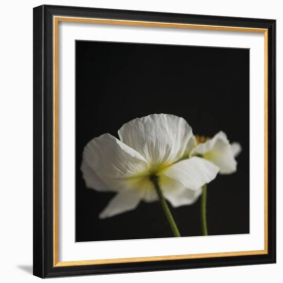 Dramatic Petals 1-Susannah Tucker-Framed Art Print