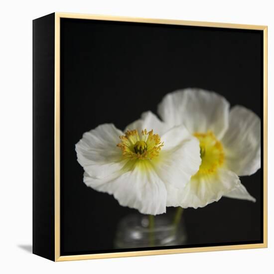 Dramatic Petals 2-Susannah Tucker-Framed Stretched Canvas