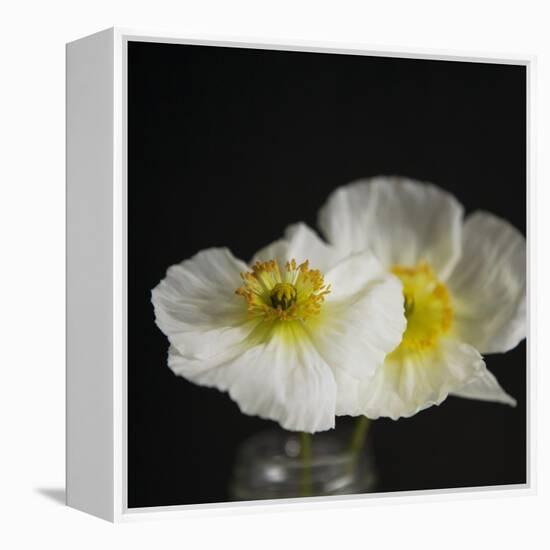 Dramatic Petals 2-Susannah Tucker-Framed Stretched Canvas