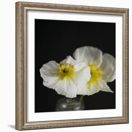 Dramatic Petals 2-Susannah Tucker-Framed Art Print