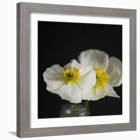 Dramatic Petals 2-Susannah Tucker-Framed Art Print