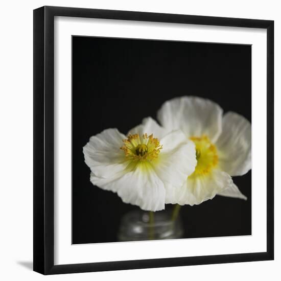 Dramatic Petals 2-Susannah Tucker-Framed Art Print