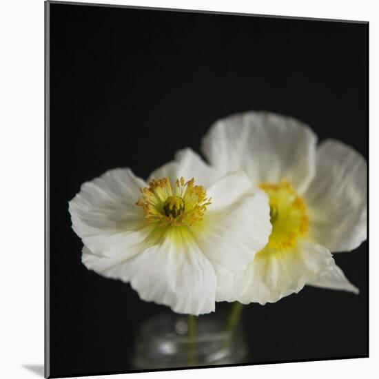 Dramatic Petals 2-Susannah Tucker-Mounted Art Print