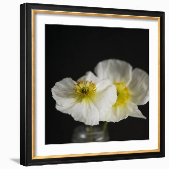 Dramatic Petals 2-Susannah Tucker-Framed Art Print