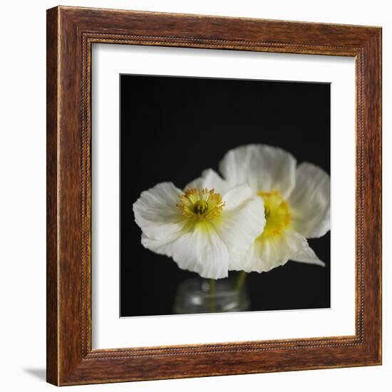 Dramatic Petals 2-Susannah Tucker-Framed Art Print