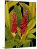 Dramatic Red Ginger-Tim O'toole-Mounted Art Print