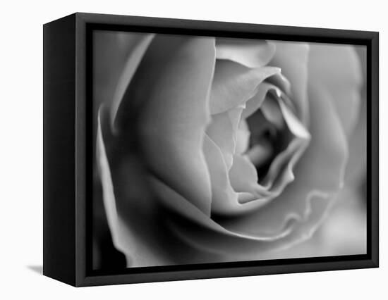 Dramatic Rose-Nicole Katano-Framed Stretched Canvas