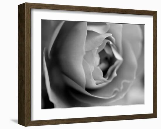 Dramatic Rose-Nicole Katano-Framed Photo