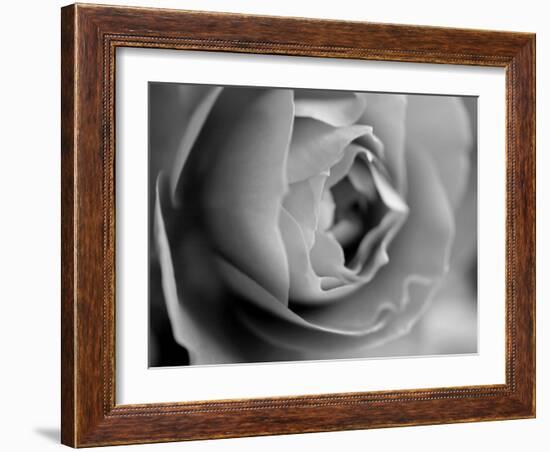 Dramatic Rose-Nicole Katano-Framed Photo