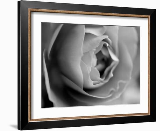 Dramatic Rose-Nicole Katano-Framed Photo