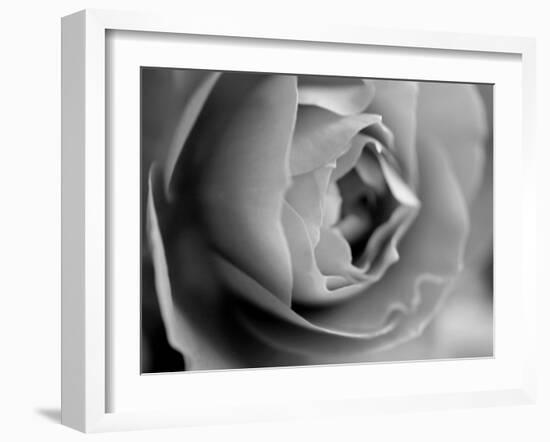 Dramatic Rose-Nicole Katano-Framed Photo