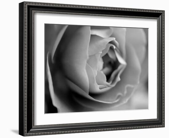 Dramatic Rose-Nicole Katano-Framed Photo