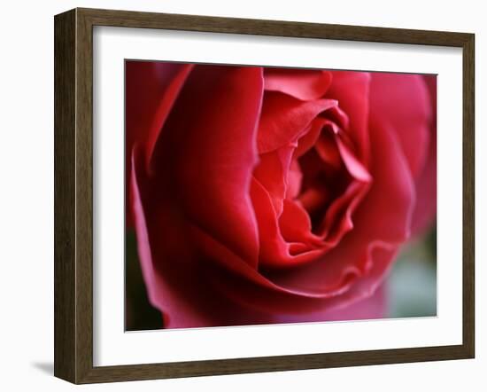 Dramatic Rose-Nicole Katano-Framed Photo