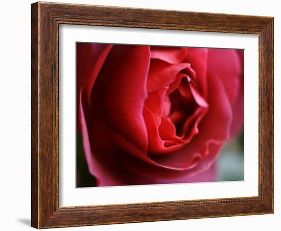 Dramatic Rose-Nicole Katano-Framed Photo