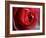 Dramatic Rose-Nicole Katano-Framed Photo