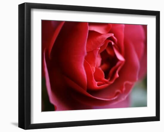 Dramatic Rose-Nicole Katano-Framed Photo