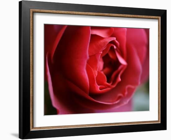 Dramatic Rose-Nicole Katano-Framed Photo