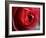 Dramatic Rose-Nicole Katano-Framed Photo