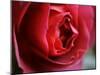 Dramatic Rose-Nicole Katano-Mounted Photo