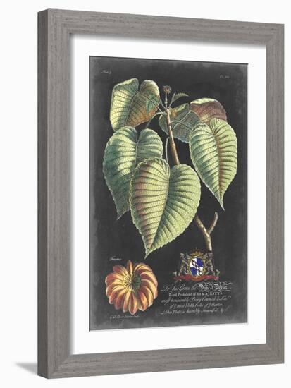 Dramatic Royal Botanical I-George Ehret-Framed Art Print