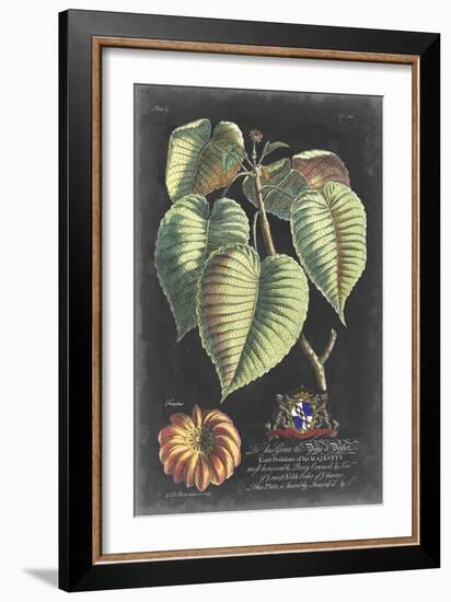 Dramatic Royal Botanical I-George Ehret-Framed Art Print