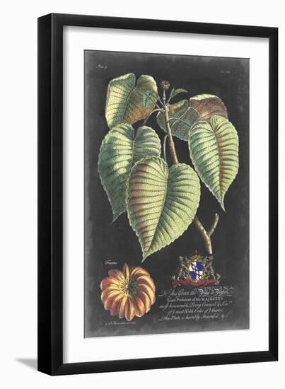 Dramatic Royal Botanical I-George Ehret-Framed Art Print