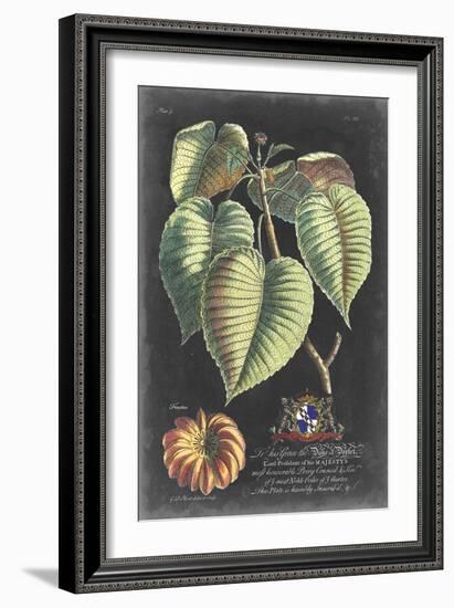 Dramatic Royal Botanical I-George Ehret-Framed Art Print