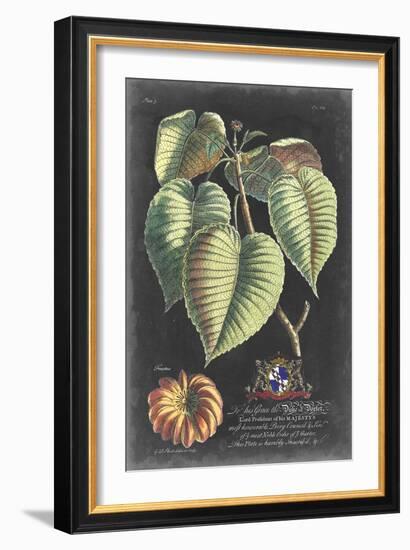 Dramatic Royal Botanical I-George Ehret-Framed Art Print