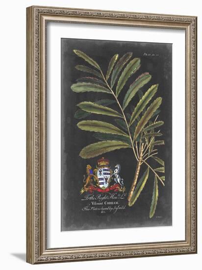 Dramatic Royal Botanical III-George Ehret-Framed Art Print