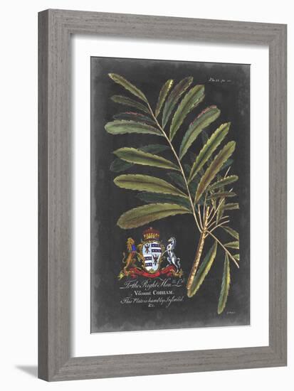 Dramatic Royal Botanical III-George Ehret-Framed Art Print