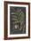 Dramatic Royal Botanical III-George Ehret-Framed Art Print