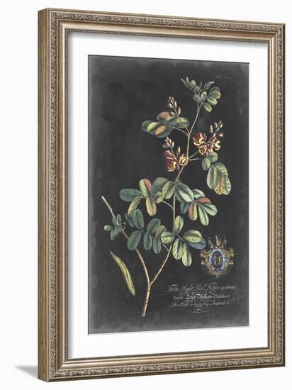 Dramatic Royal Botanical IV-George Ehret-Framed Art Print