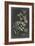 Dramatic Royal Botanical IV-George Ehret-Framed Art Print