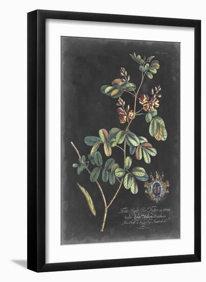 Dramatic Royal Botanical IV-George Ehret-Framed Art Print