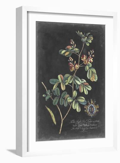 Dramatic Royal Botanical IV-George Ehret-Framed Art Print