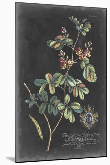 Dramatic Royal Botanical IV-George Ehret-Mounted Art Print