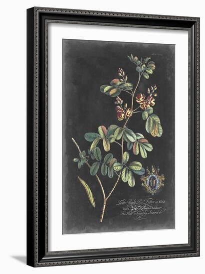 Dramatic Royal Botanical IV-George Ehret-Framed Art Print