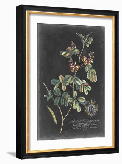 Dramatic Royal Botanical IV-George Ehret-Framed Art Print