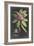 Dramatic Royal Botanical V-George Ehret-Framed Art Print