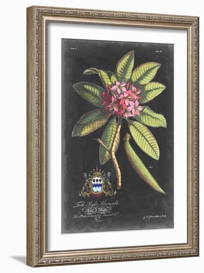 Dramatic Royal Botanical V-George Ehret-Framed Art Print