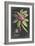 Dramatic Royal Botanical V-George Ehret-Framed Art Print