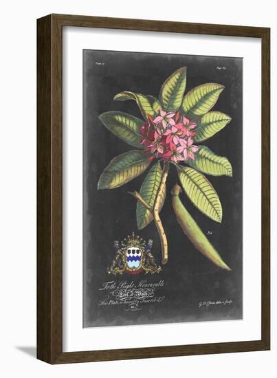 Dramatic Royal Botanical V-George Ehret-Framed Art Print
