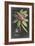 Dramatic Royal Botanical V-George Ehret-Framed Art Print