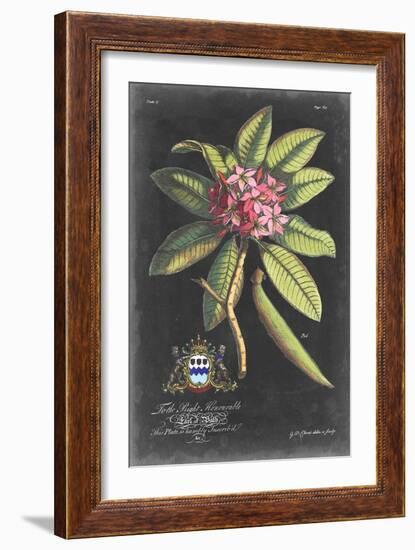 Dramatic Royal Botanical V-George Ehret-Framed Art Print